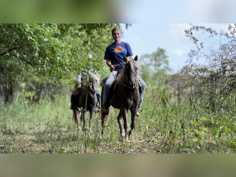 American Quarter Horse Gelding 12 years 12 hh Brown in wallingford Ky