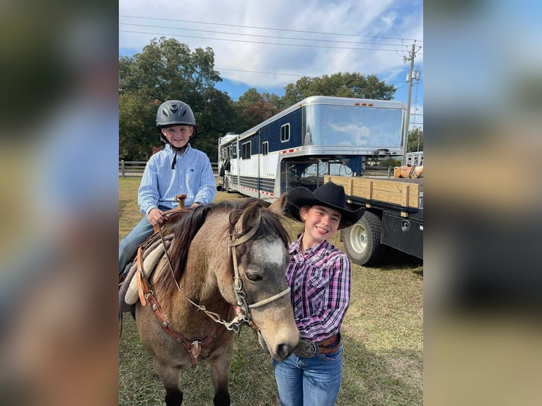 American Quarter Horse Gelding 12 years 12 hh Buckskin in Brierfield AL