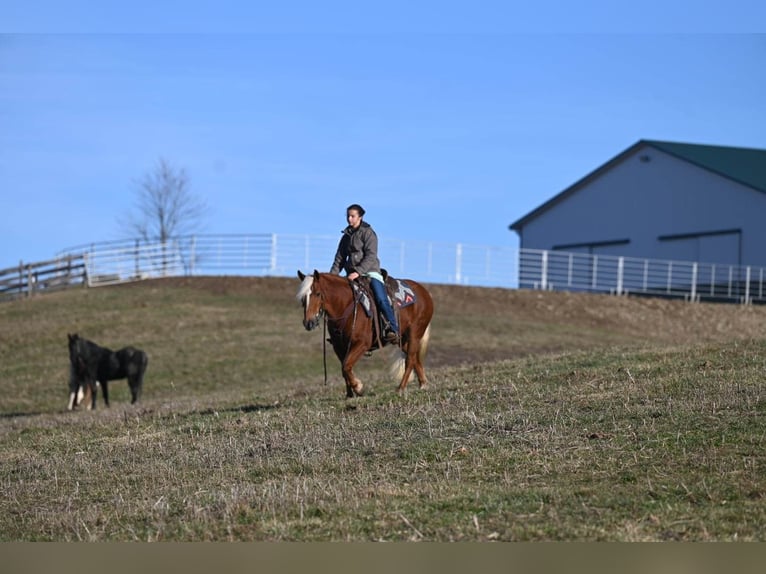 American Quarter Horse Gelding 12 years 13,1 hh Chestnut in Millersburg OH