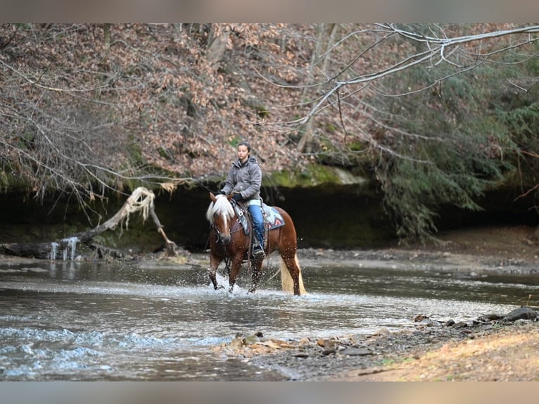 American Quarter Horse Gelding 12 years 13,1 hh Chestnut in Millersburg OH