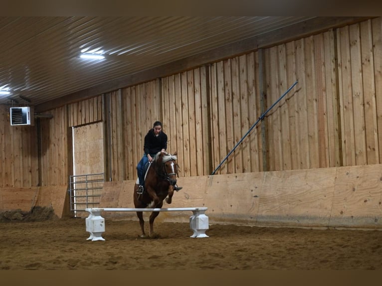 American Quarter Horse Gelding 12 years 13,1 hh Chestnut in Millersburg OH