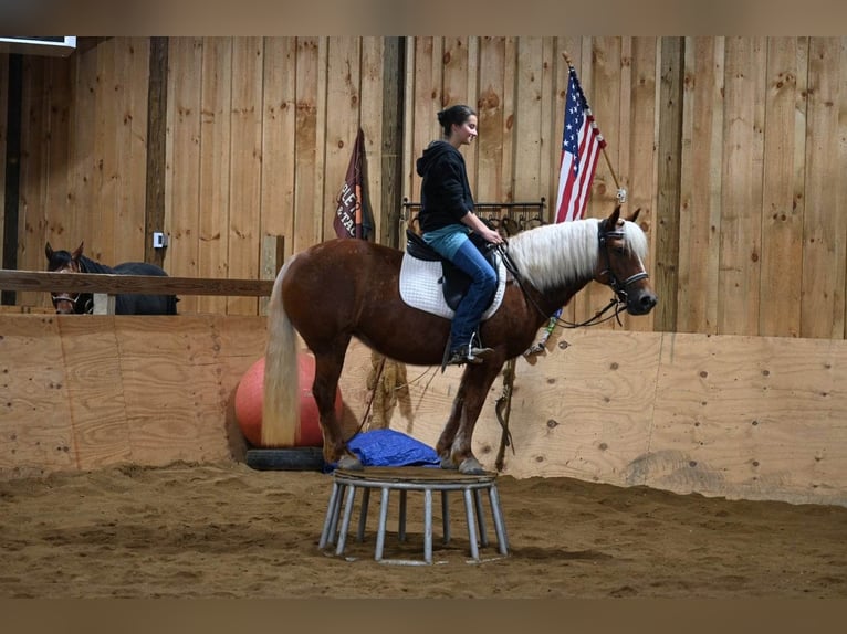 American Quarter Horse Gelding 12 years 13,1 hh Chestnut in Millersburg OH