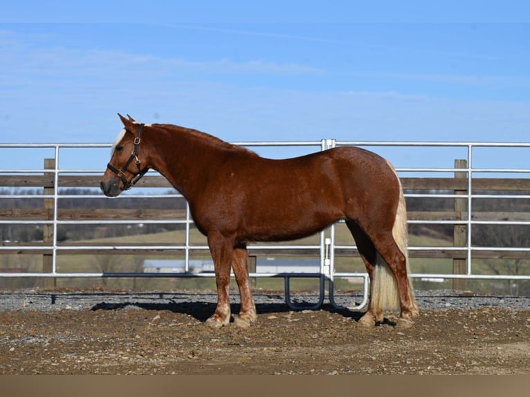 American Quarter Horse Gelding 12 years 13,1 hh Chestnut in Millersburg OH