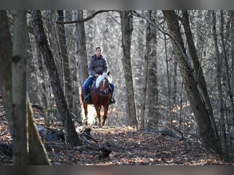 American Quarter Horse Gelding 12 years 13,1 hh Chestnut in Millersburg OH