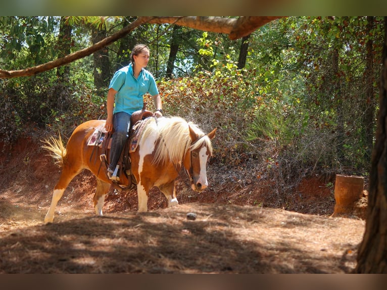 American Quarter Horse Gelding 12 years 13,2 hh Tobiano-all-colors in Rusk TX