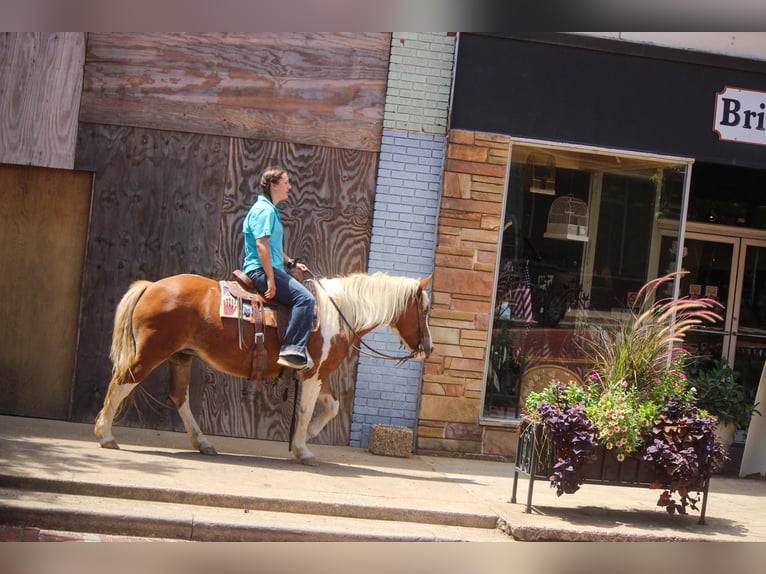 American Quarter Horse Gelding 12 years 13,2 hh Tobiano-all-colors in Rusk TX