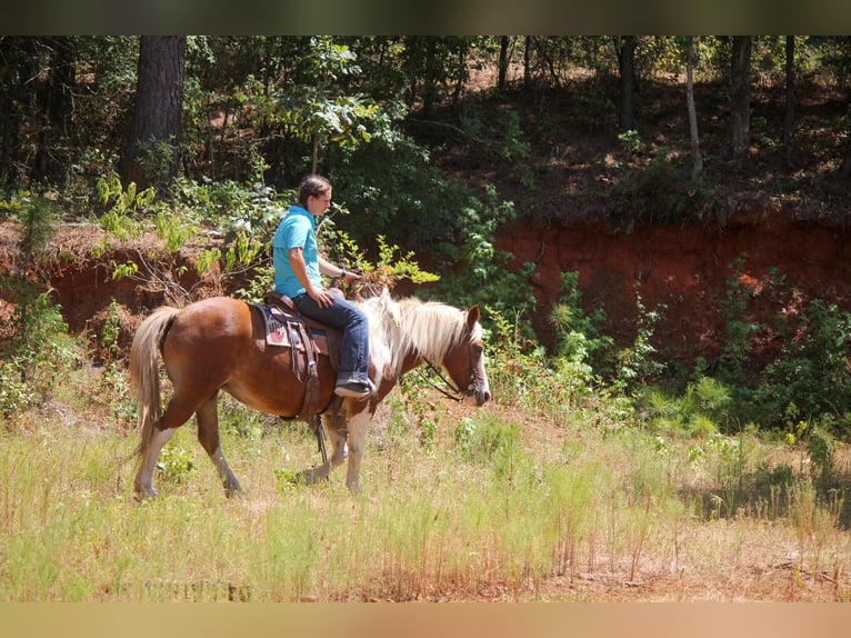 American Quarter Horse Gelding 12 years 13,2 hh Tobiano-all-colors in Rusk TX