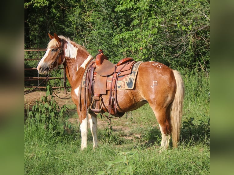 American Quarter Horse Gelding 12 years 13,2 hh Tobiano-all-colors in Rusk TX