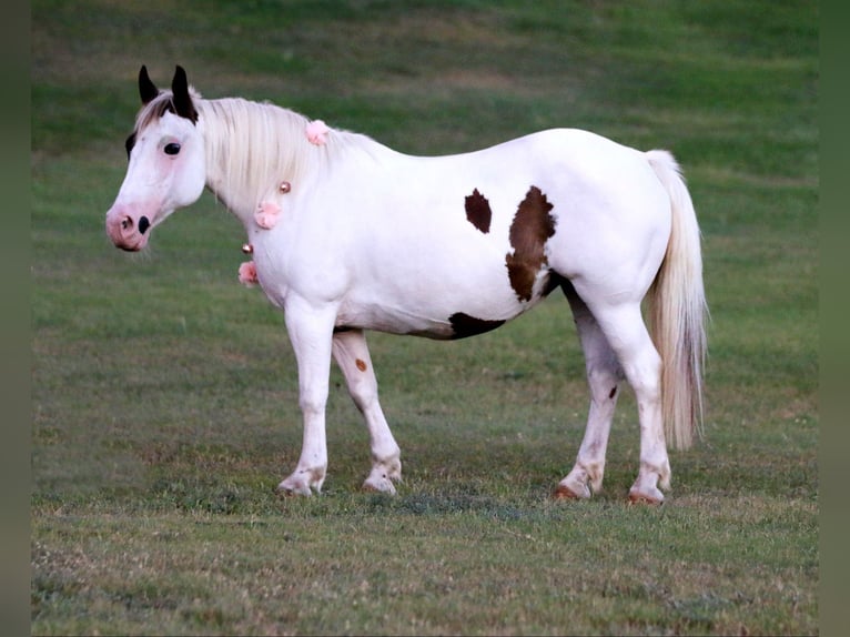 American Quarter Horse Gelding 12 years 13,2 hh Tobiano-all-colors in Stephenville TX