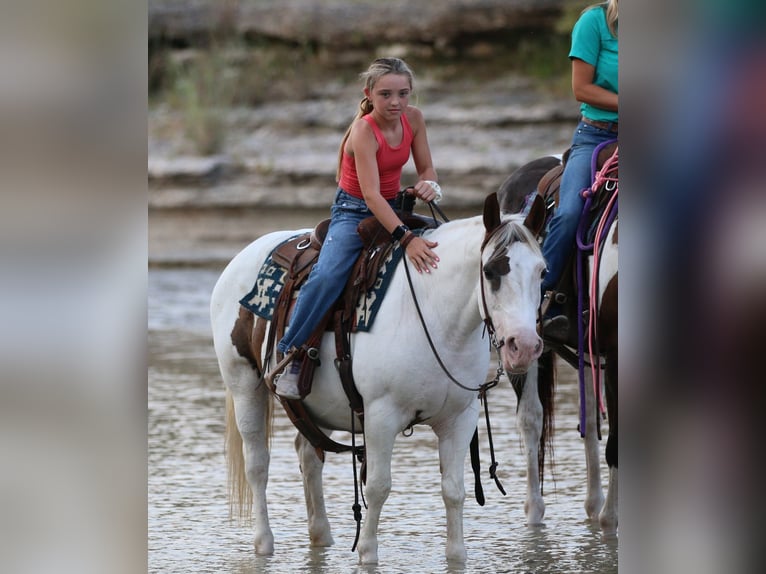 American Quarter Horse Gelding 12 years 13,2 hh Tobiano-all-colors in Stephenville TX