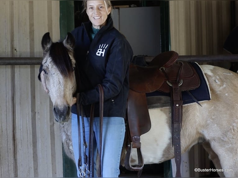 American Quarter Horse Gelding 12 years 13,2 hh Tobiano-all-colors in Weatherford TX