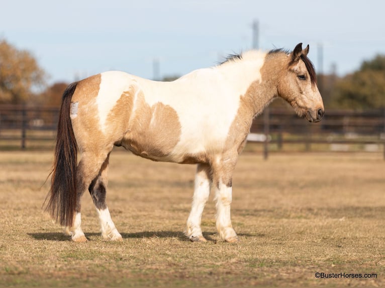 American Quarter Horse Gelding 12 years 13,2 hh Tobiano-all-colors in Weatherford TX