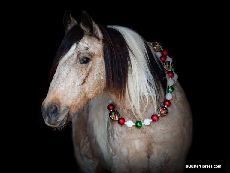 American Quarter Horse Gelding 12 years 13,2 hh Tobiano-all-colors in Weatherford TX