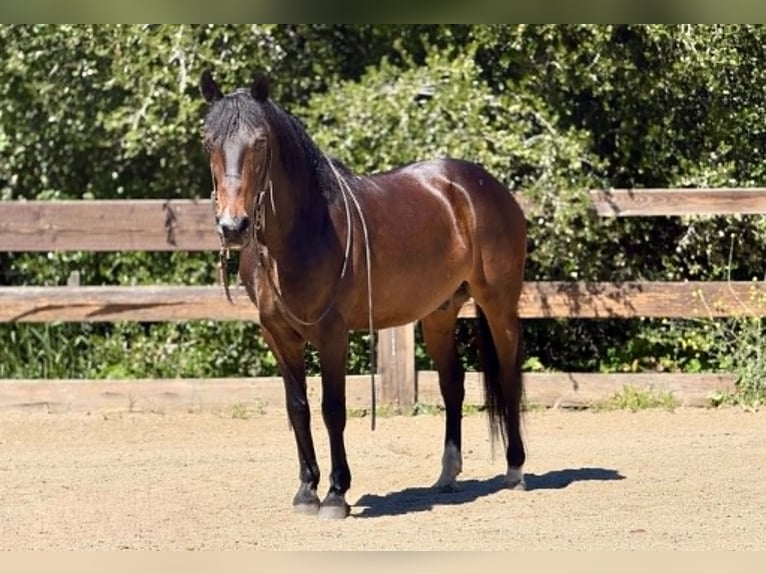 American Quarter Horse Gelding 12 years 14.1 hh Bay in King City