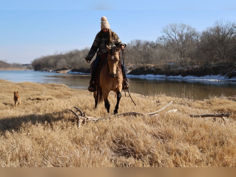 American Quarter Horse Gelding 12 years 14.1 hh Buckskin in Ponder