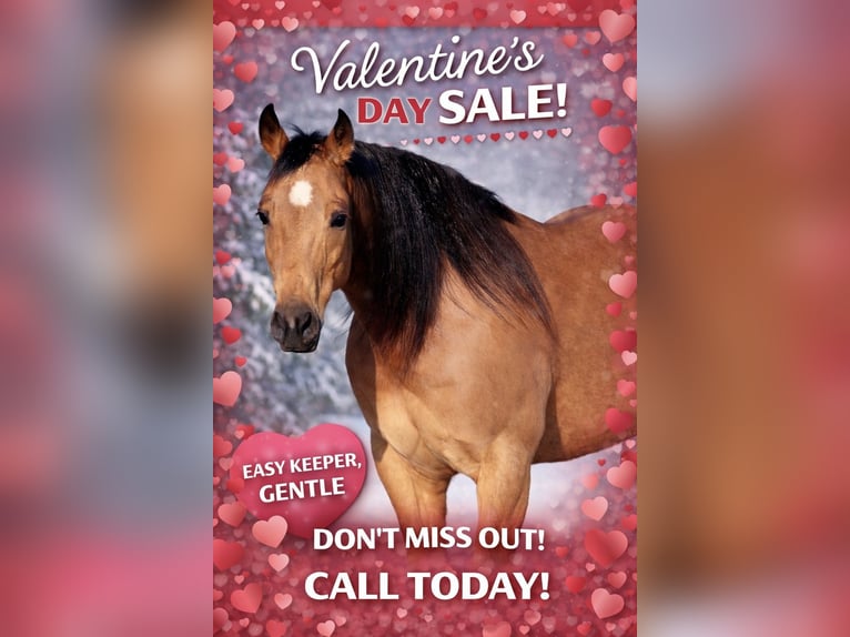 American Quarter Horse Gelding 12 years 14.1 hh Buckskin in Ponder