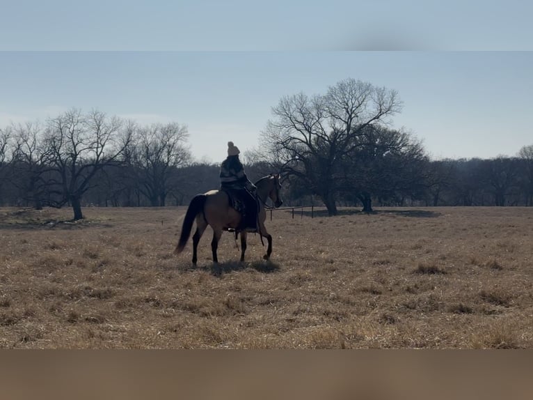 American Quarter Horse Gelding 12 years 14.1 hh Buckskin in Ponder