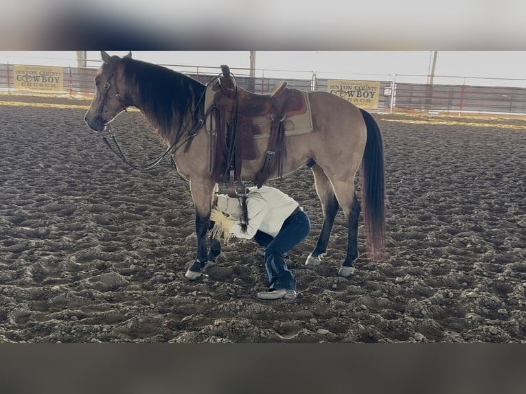 American Quarter Horse Gelding 12 years 14.1 hh Buckskin in Ponder