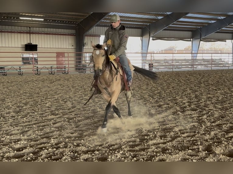 American Quarter Horse Gelding 12 years 14.1 hh Buckskin in Ponder