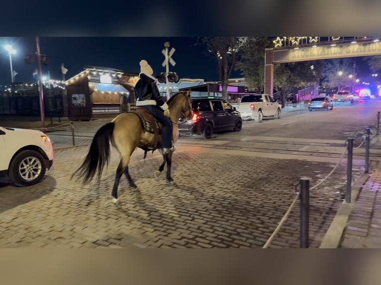 American Quarter Horse Gelding 12 years 14.1 hh Buckskin in Ponder