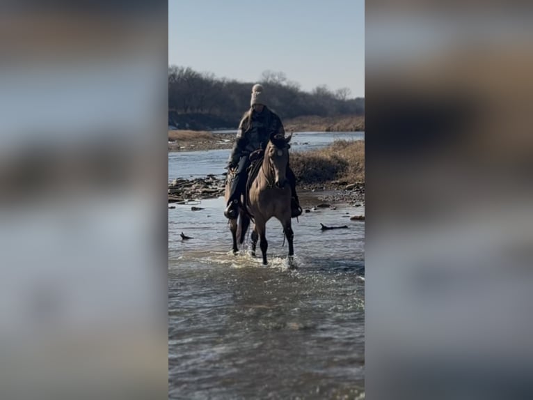 American Quarter Horse Gelding 12 years 14.1 hh Buckskin in Ponder