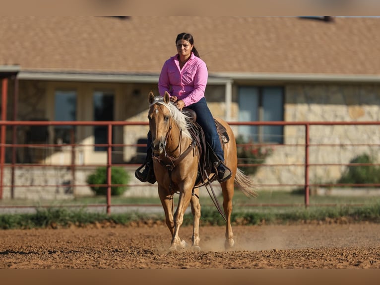 American Quarter Horse Gelding 12 years 14.1 hh Palomino in Granbury TX