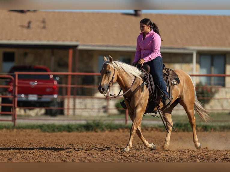 American Quarter Horse Gelding 12 years 14.1 hh Palomino in Granbury TX