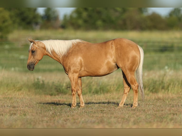 American Quarter Horse Gelding 12 years 14.1 hh Palomino in Granbury TX