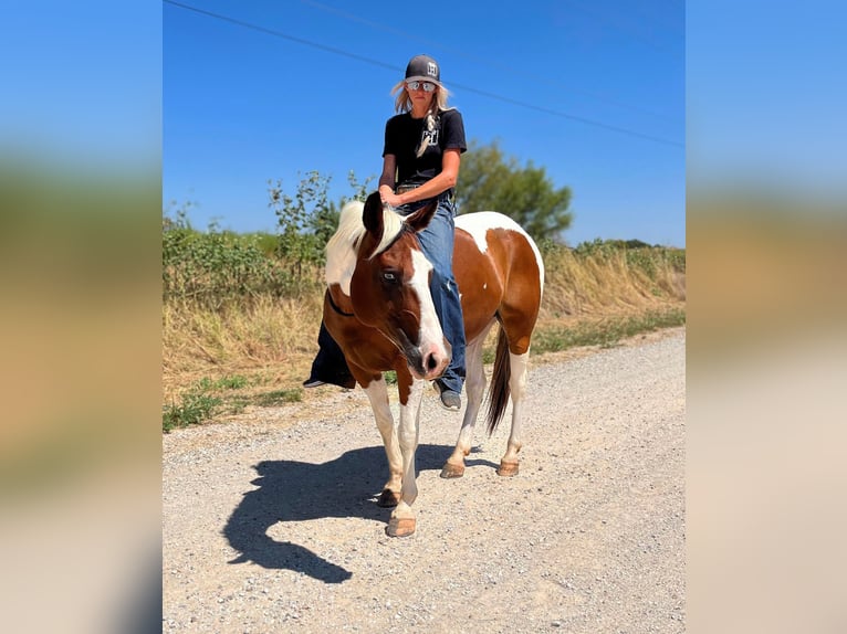 American Quarter Horse Gelding 12 years 14,1 hh Tobiano-all-colors in Bryers TX