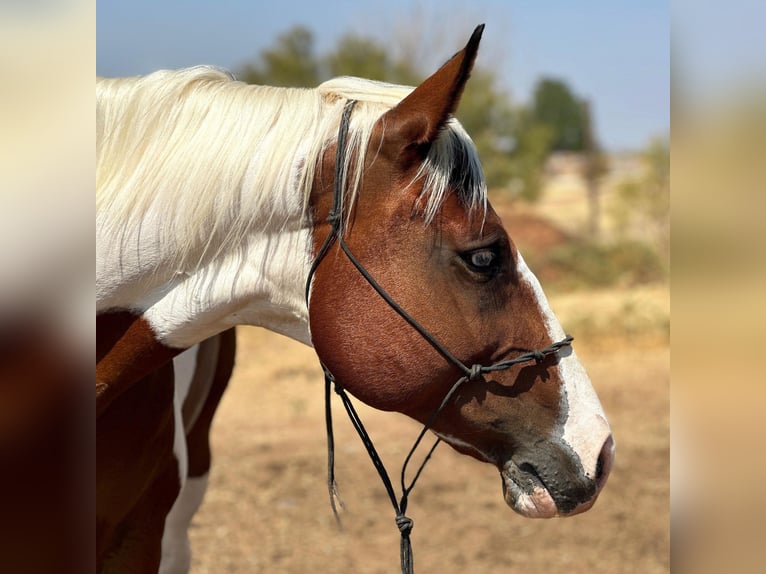 American Quarter Horse Gelding 12 years 14,1 hh Tobiano-all-colors in Bryers TX