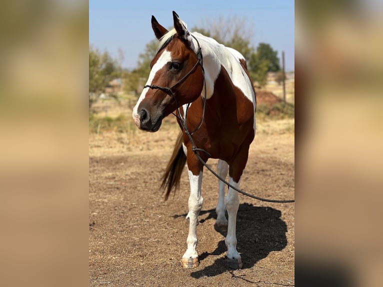 American Quarter Horse Gelding 12 years 14,1 hh Tobiano-all-colors in Bryers TX