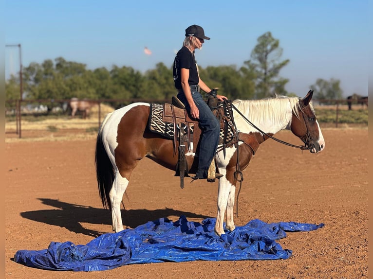 American Quarter Horse Gelding 12 years 14,1 hh Tobiano-all-colors in Bryers TX