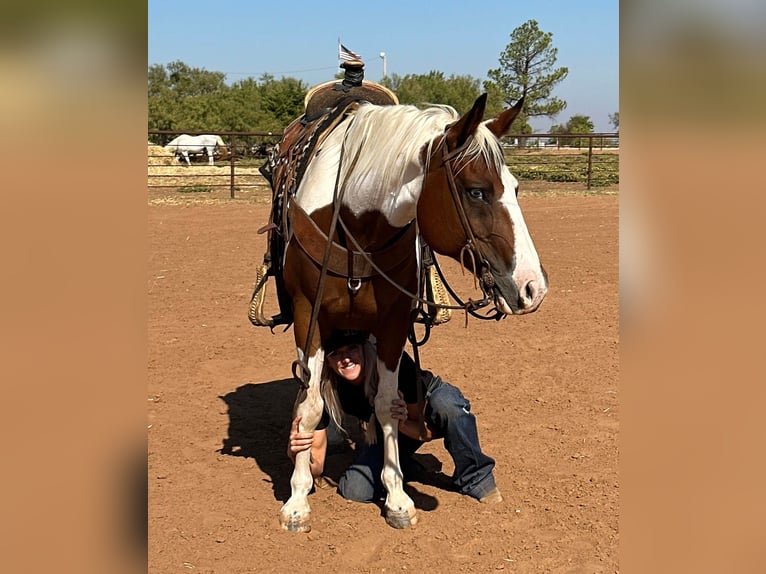 American Quarter Horse Gelding 12 years 14,1 hh Tobiano-all-colors in Bryers TX