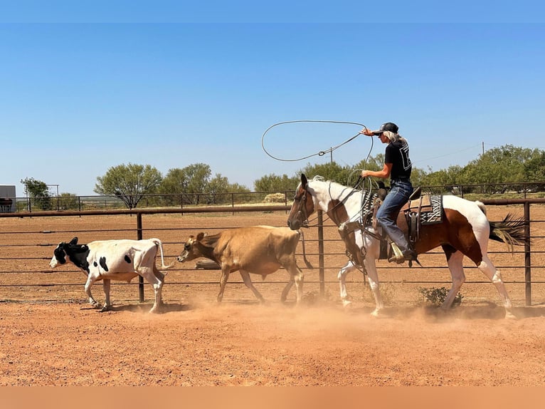 American Quarter Horse Gelding 12 years 14,1 hh Tobiano-all-colors in Bryers TX