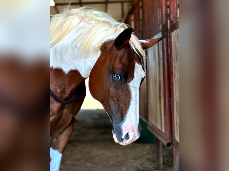 American Quarter Horse Gelding 12 years 14,1 hh Tobiano-all-colors in Bryers TX