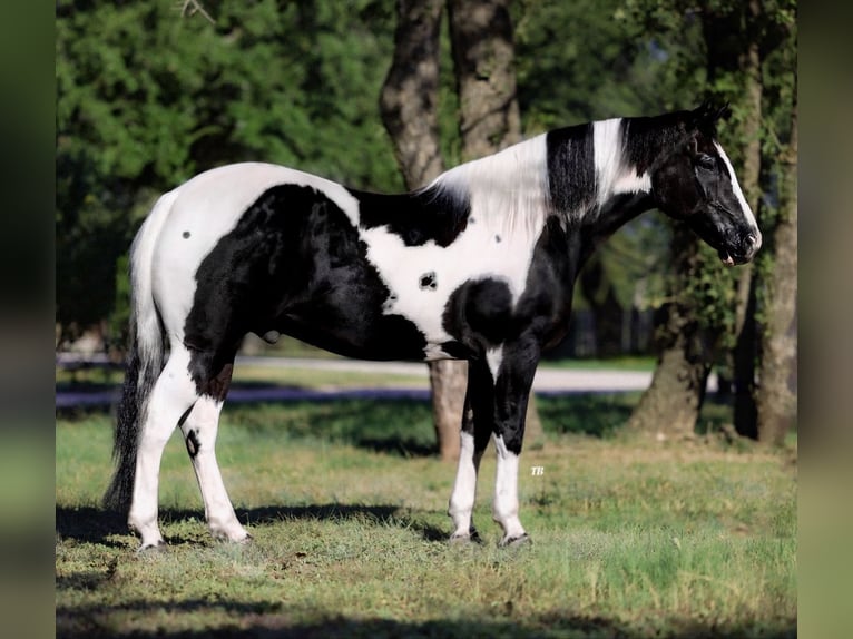 American Quarter Horse Gelding 12 years 14,1 hh Tobiano-all-colors in Lipan, TX