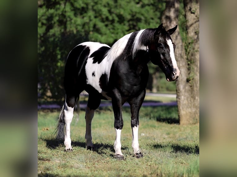 American Quarter Horse Gelding 12 years 14,1 hh Tobiano-all-colors in Lipan, TX