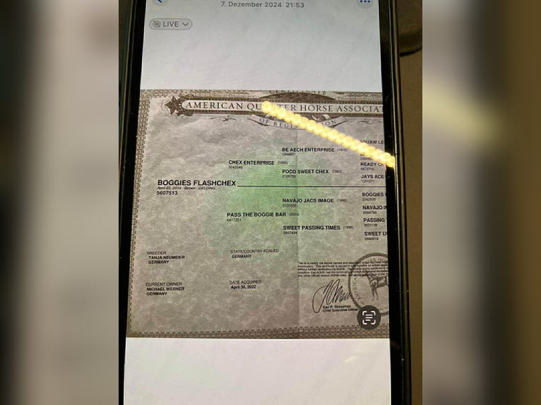 American Quarter Horse Gelding 12 years 14.2 hh Bay-Dark in Pilsting