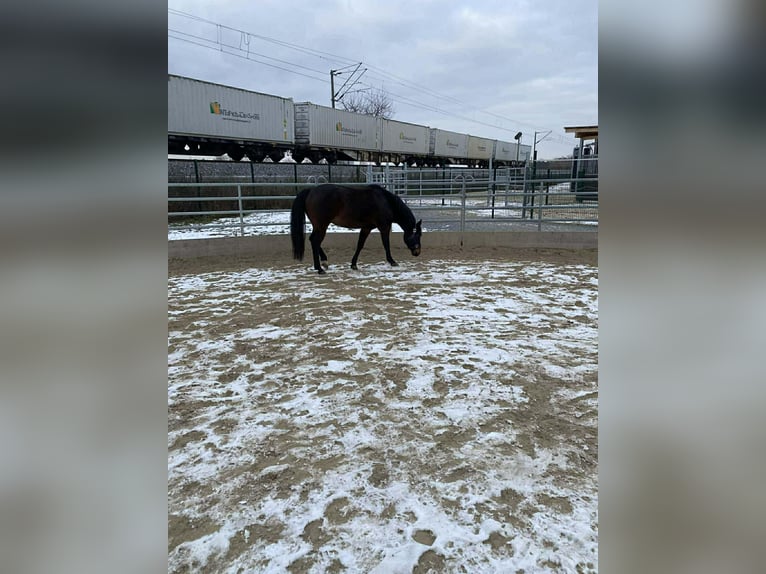 American Quarter Horse Gelding 12 years 14.2 hh Bay-Dark in Pilsting