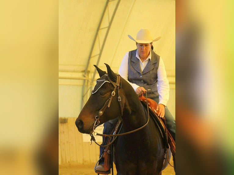 American Quarter Horse Gelding 12 years 14.2 hh Bay-Dark in Pilsting