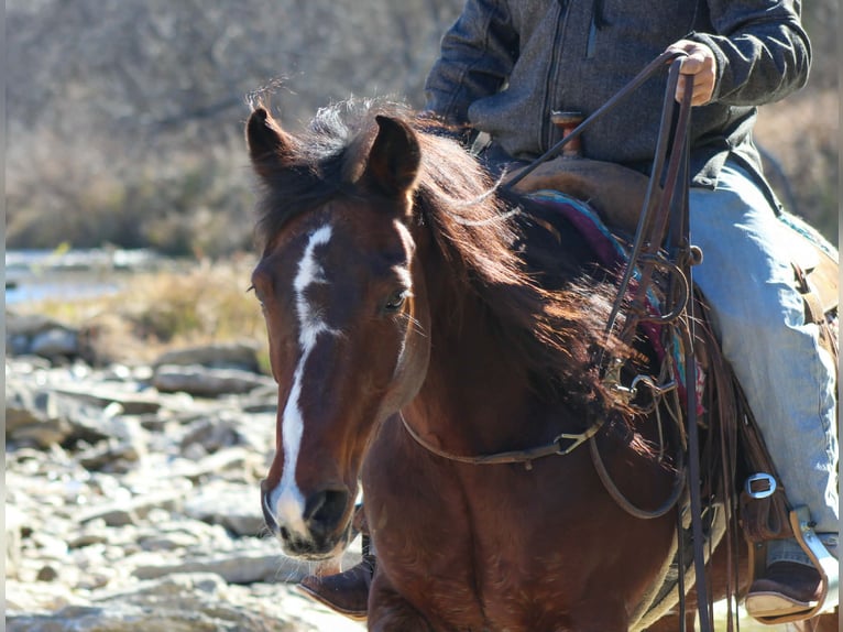 American Quarter Horse Gelding 12 years 14.2 hh Bay in Stephenville