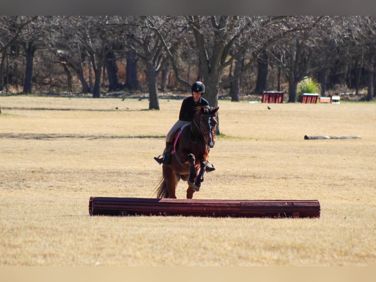 American Quarter Horse Gelding 12 years 14.2 hh Bay in Stephenville