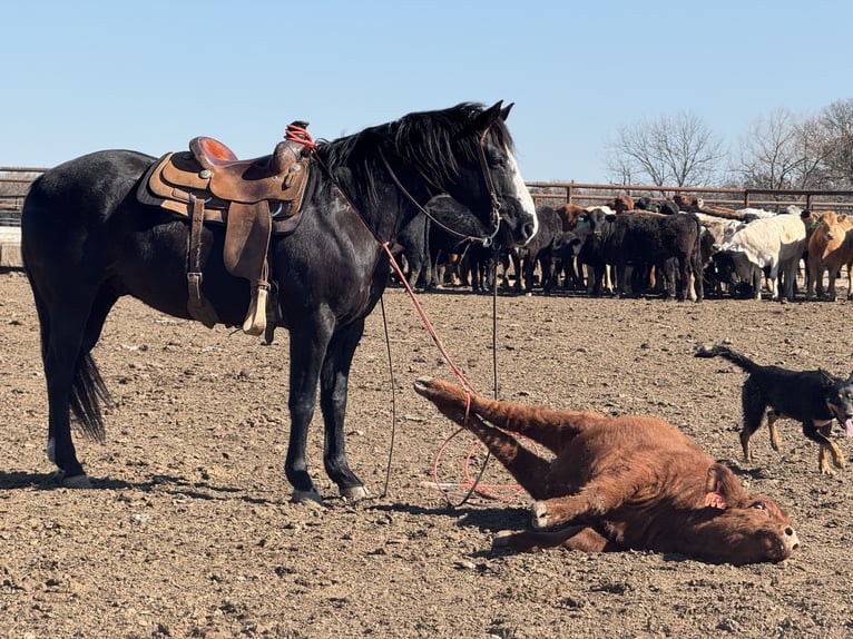 American Quarter Horse Gelding 12 years 14,2 hh Black in Madill, OK