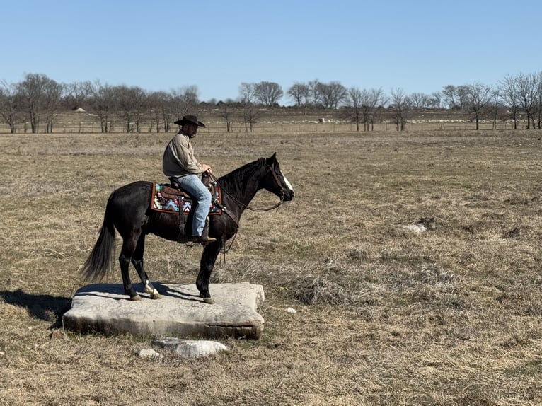 American Quarter Horse Gelding 12 years 14,2 hh Black in Madill, OK