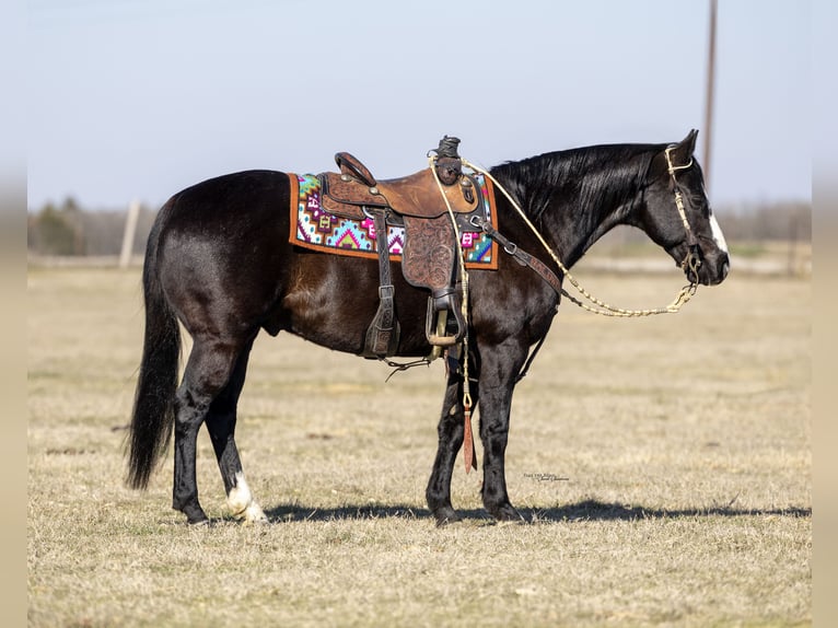 American Quarter Horse Gelding 12 years 14,2 hh Black in Madill, OK