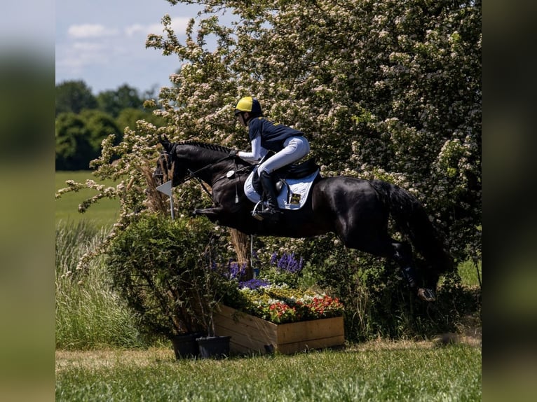 American Quarter Horse Gelding 12 years 14.2 hh Black in Eyendorf
