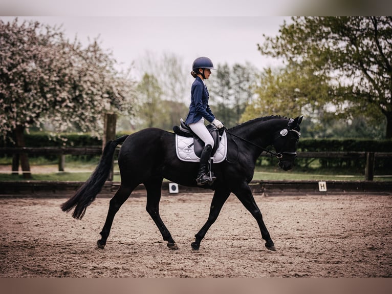 American Quarter Horse Gelding 12 years 14.2 hh Black in Eyendorf