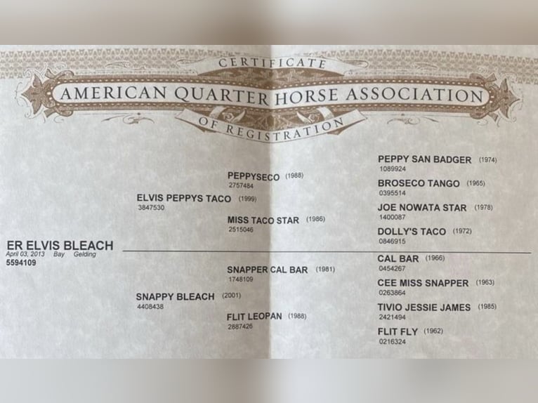 American Quarter Horse Gelding 12 years 14,2 hh Brown in Mannheim