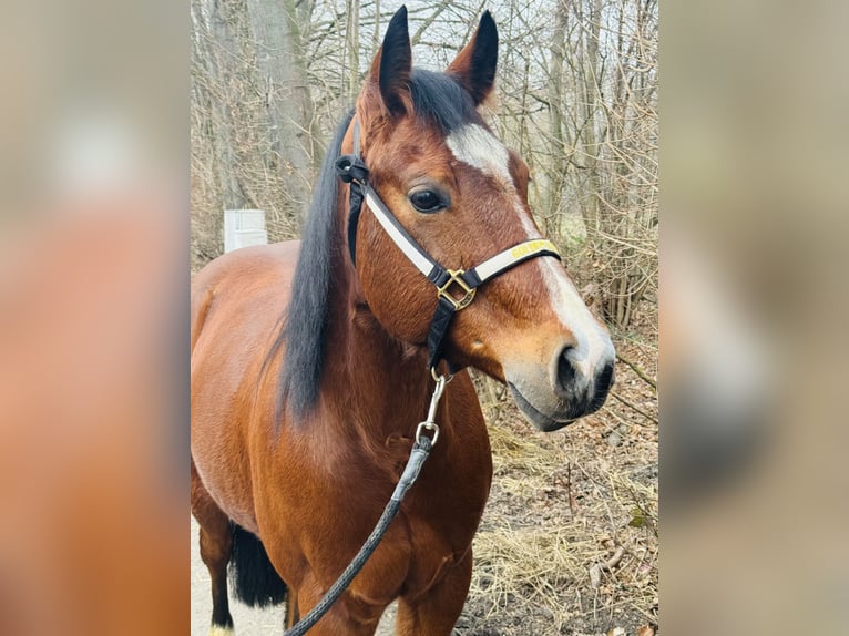 American Quarter Horse Gelding 12 years 14,2 hh Brown in Mannheim