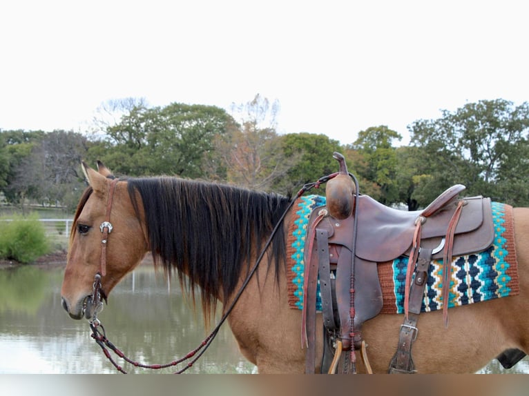 American Quarter Horse Gelding 12 years 14,2 hh Buckskin in Pilot Point TX